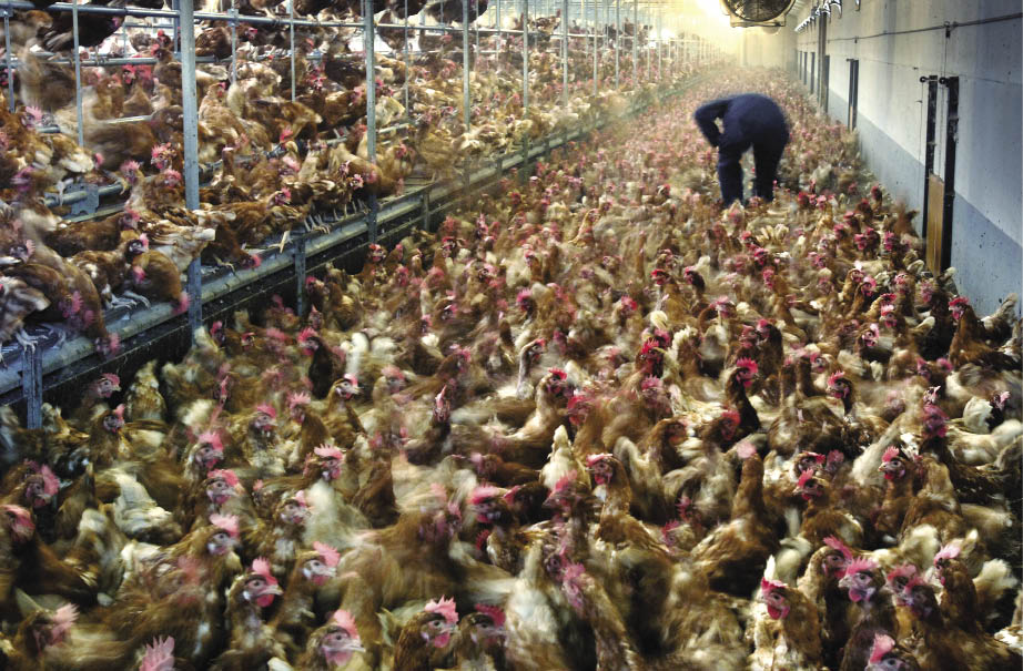 maken kippenfarms mensen ziek?