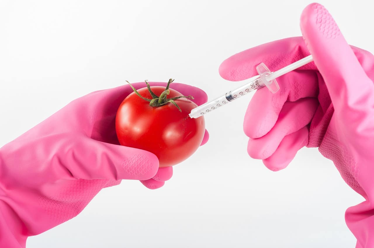 GMO steunpilaar voor onze huidige voedselketen