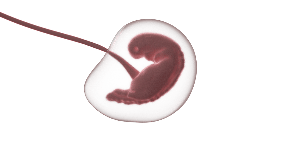 Microplastics gevonden in placenta’s van ongeboren baby’s