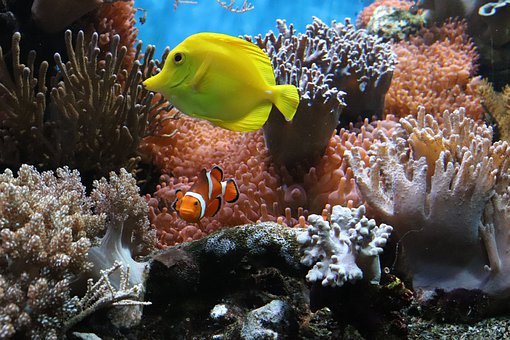 Het wonderschone koraalrif wordt voor onze ogen opgeofferd voor de winst en groeiende economie
