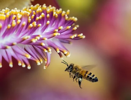 Bijen sterven door pesticiden die in EU verboden zijn, maar wel worden geëxporteerd